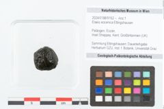 Foto (Objekt + Etikett) von Elaeis eocenica Ettingshausen (NHMW-GEO-2024-0188-9162)